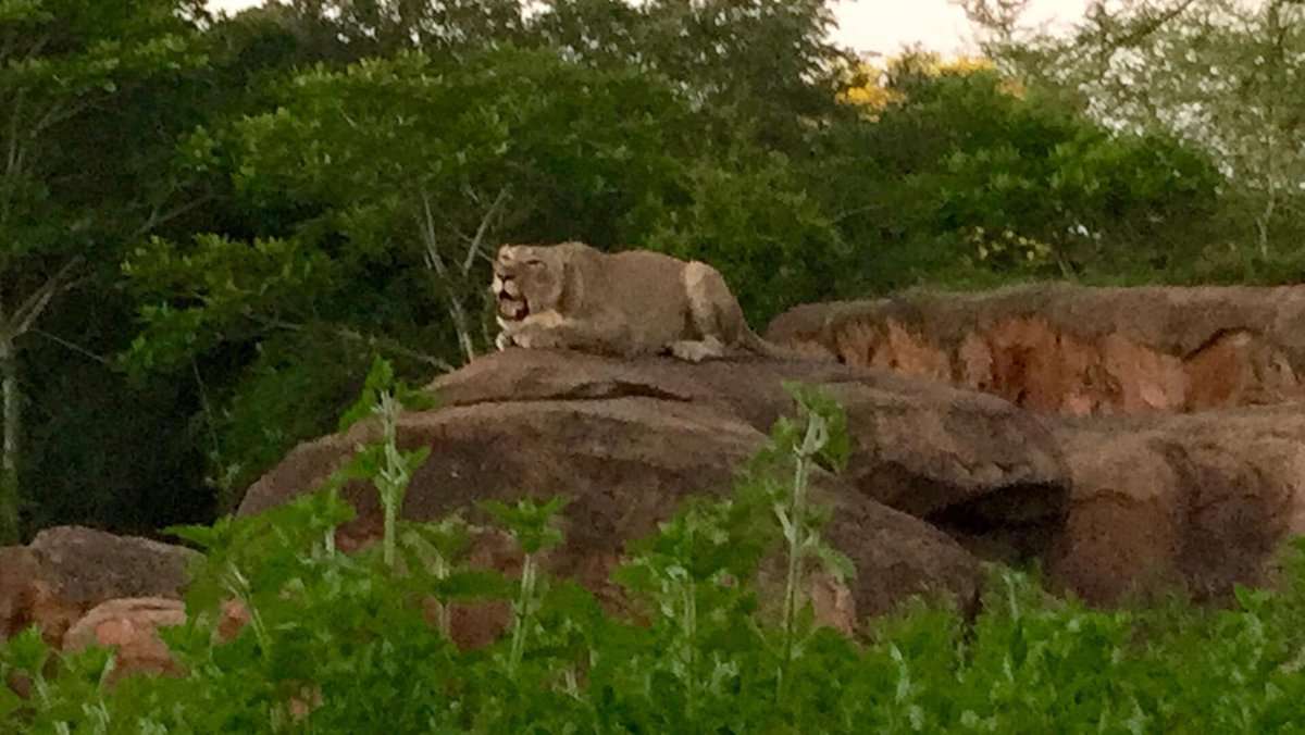 Safari Disney's Animal Kingdom