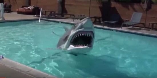 A shark in reference to new SeaWorld attraction