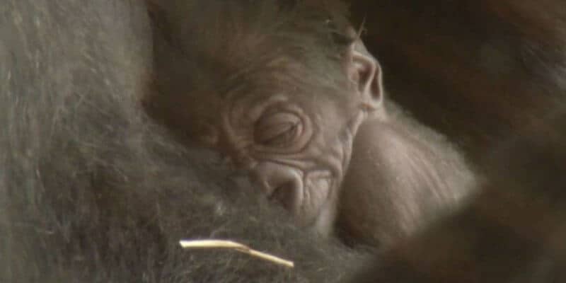 Baby Gorilla Sleeping