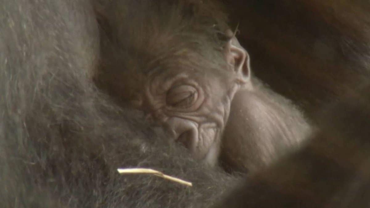Baby Gorilla Sleeping