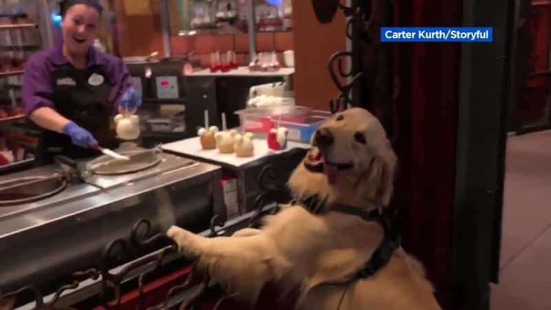Golden retriever walt disney world