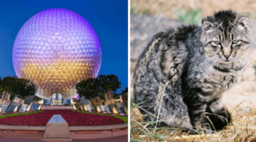 Disney World rabies alert