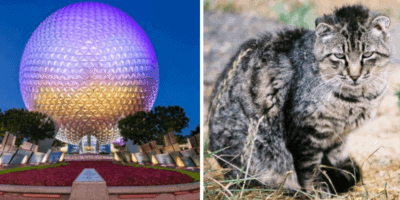 Disney Rabies Walt Disney World workers scratched by rabies-infected cat