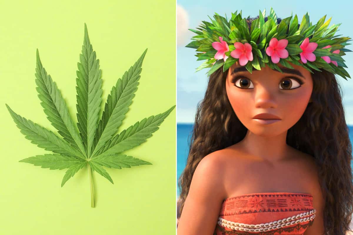 Moana Marijuana cake