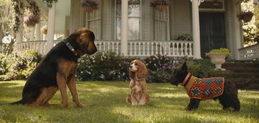 lady and the tramp trusty jock