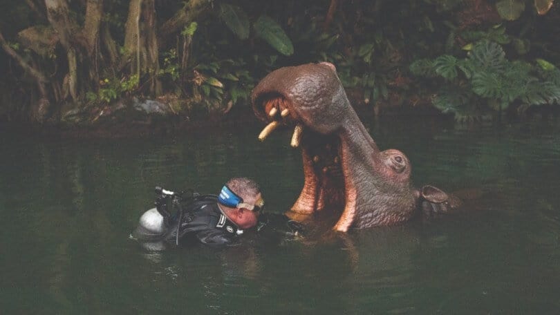 disneyland diver Thomas Self working on a hippo in the Jungle Cruise
