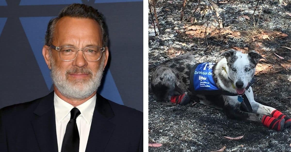 Tom Hanks/Bear the Koala Detection Dog