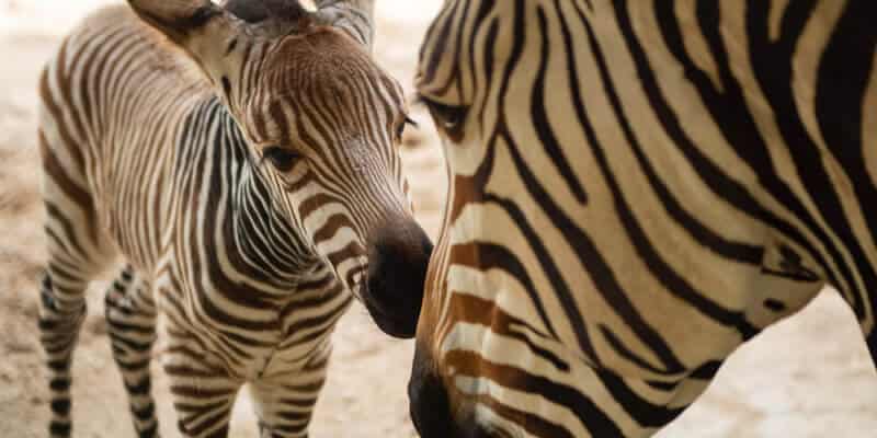 Baby animals Animal Kingdom