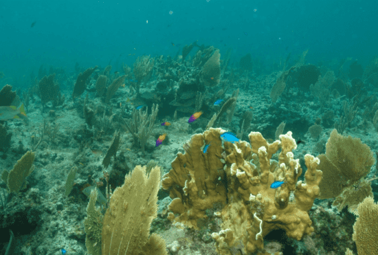 Coral Reef Disney