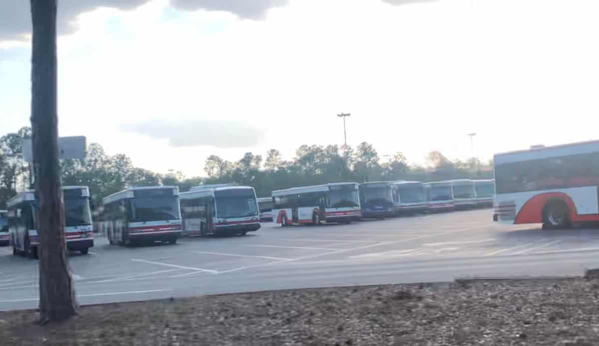 Disney Buses Lined up at the TTC