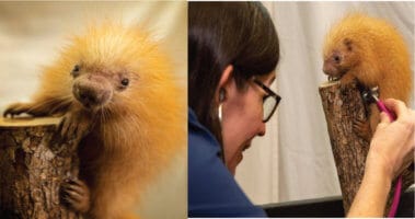 A woman with glasses auscultating a furry animal