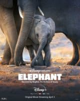 Elephants Without Borders Poster