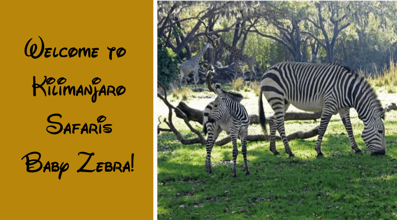 disneys animal kingdom baby zebra