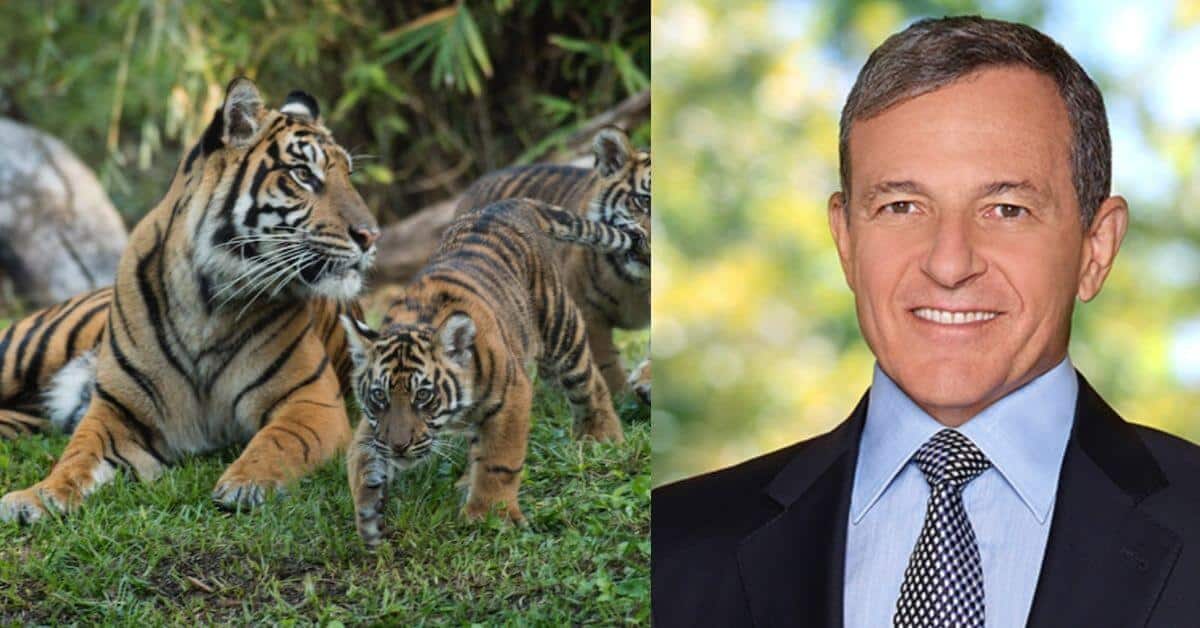 Tigers and Bob Iger in a suit