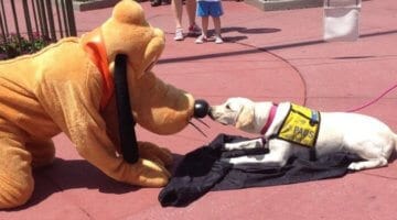 Service Animal at a Disney park.