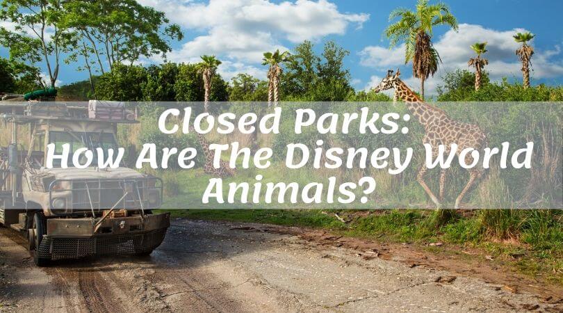 Safari truck in Disney Animal Kingdom