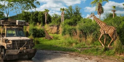Kilimanjaro Safari with a jeep with a giraffe nearby