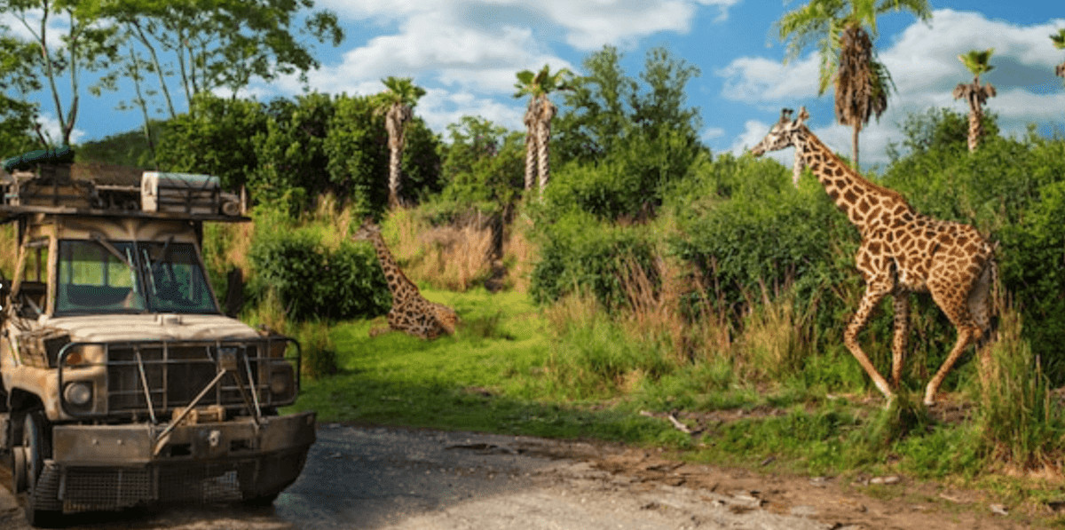 Kilimanjaro Safari with a jeep with a giraffe nearby