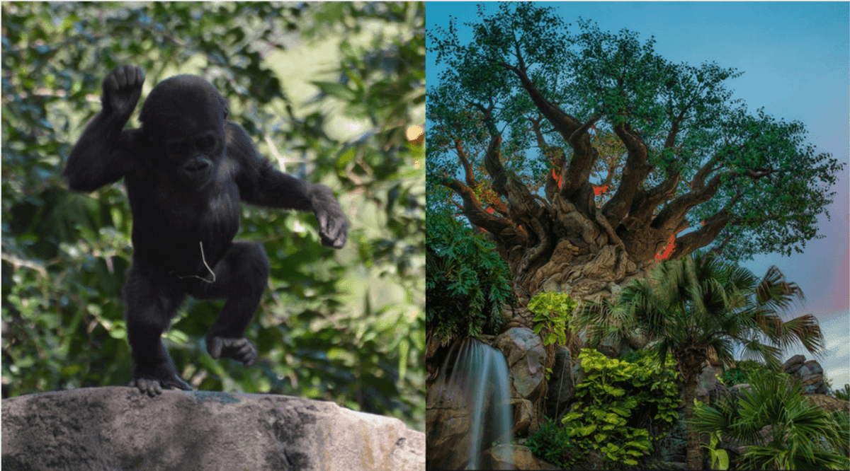 baby grace gorilla header