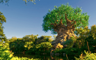 Tree of Life