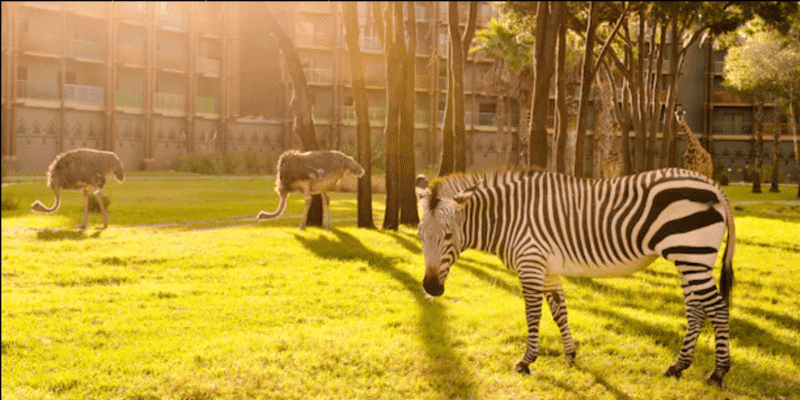 zebras jambo house