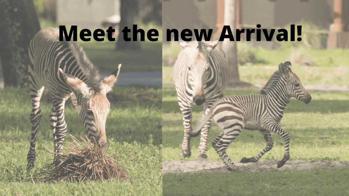 Zebra foal at Disney's Animal Kingdom