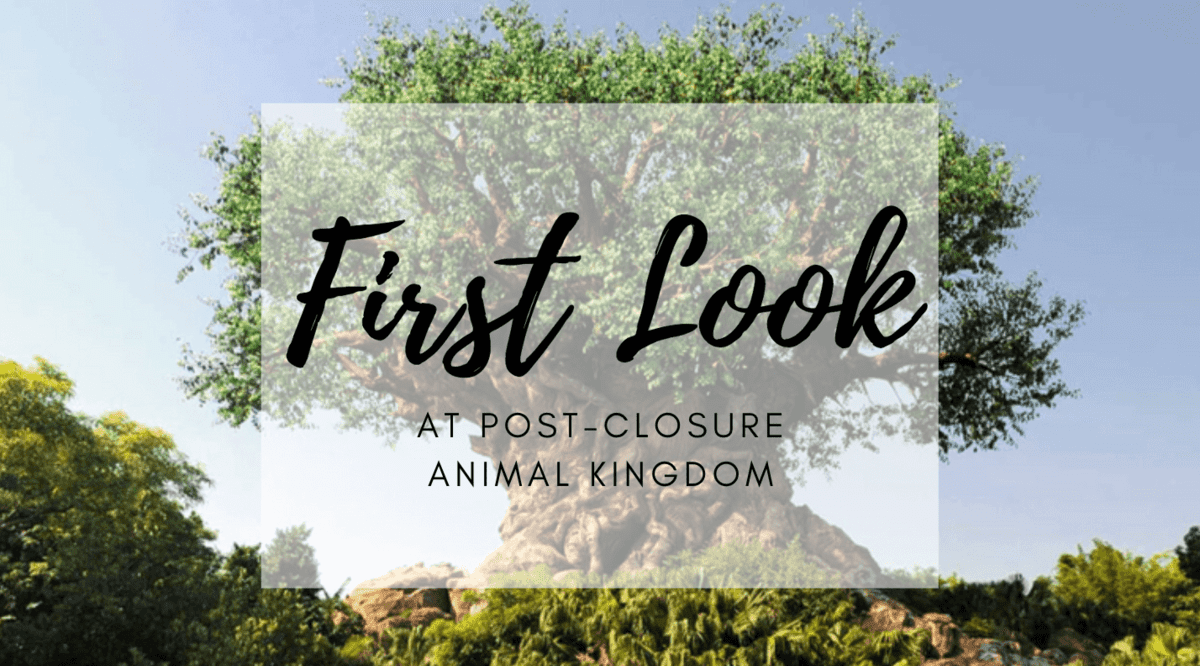 first look animal kingdom header