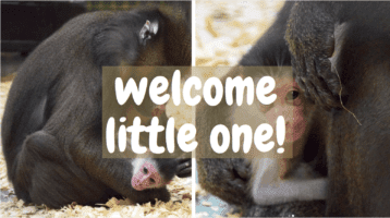 baby mandrill dak header
