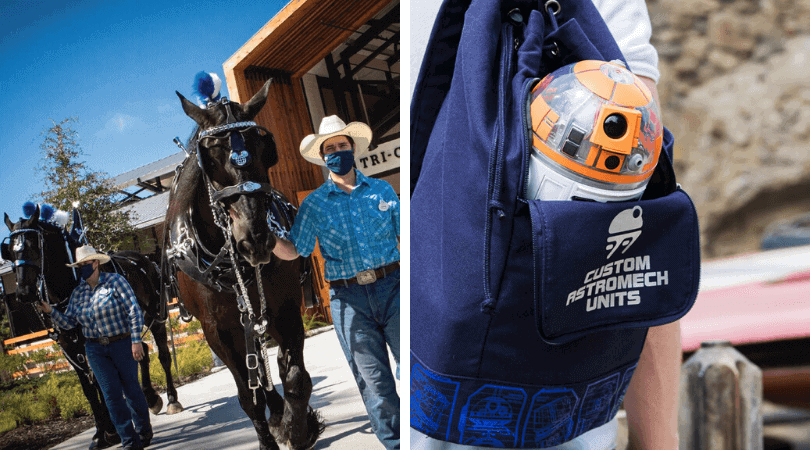 disney world experiences