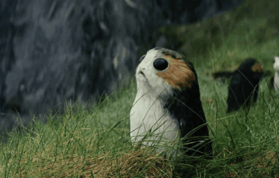 porgs ahch-to