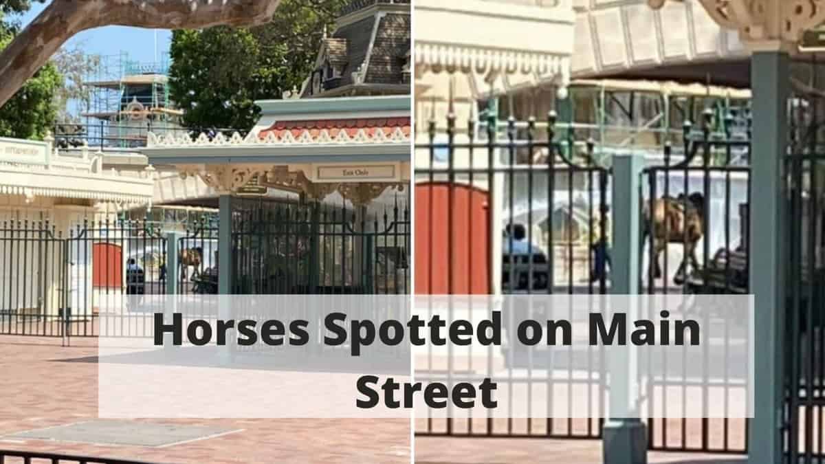 Disneyland Horses Spotted on Main Street