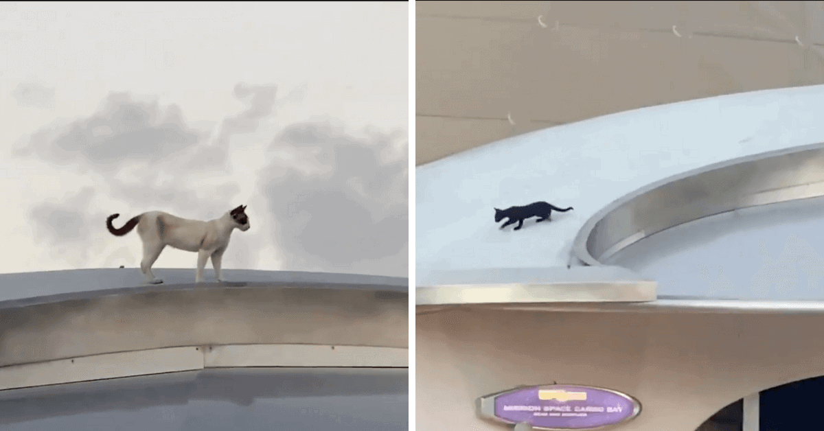 cats at epcot