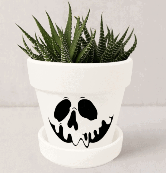 poison apple succulent