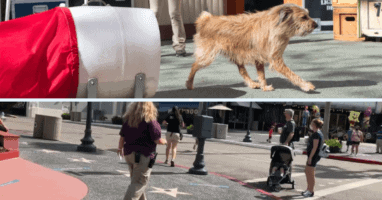 dog escape universal orlando