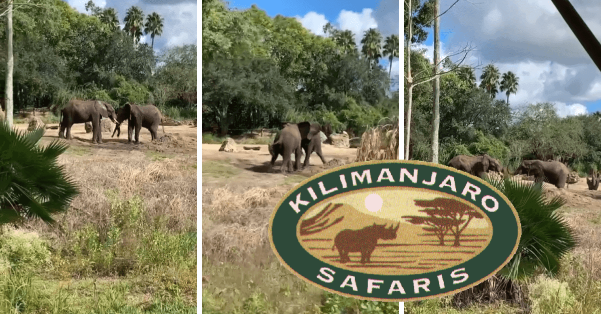 kilimanjaro safaris elephants