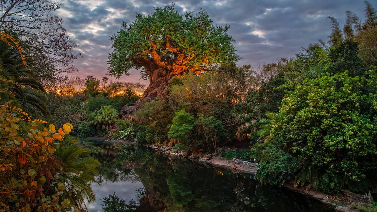 disneys animal kingdom