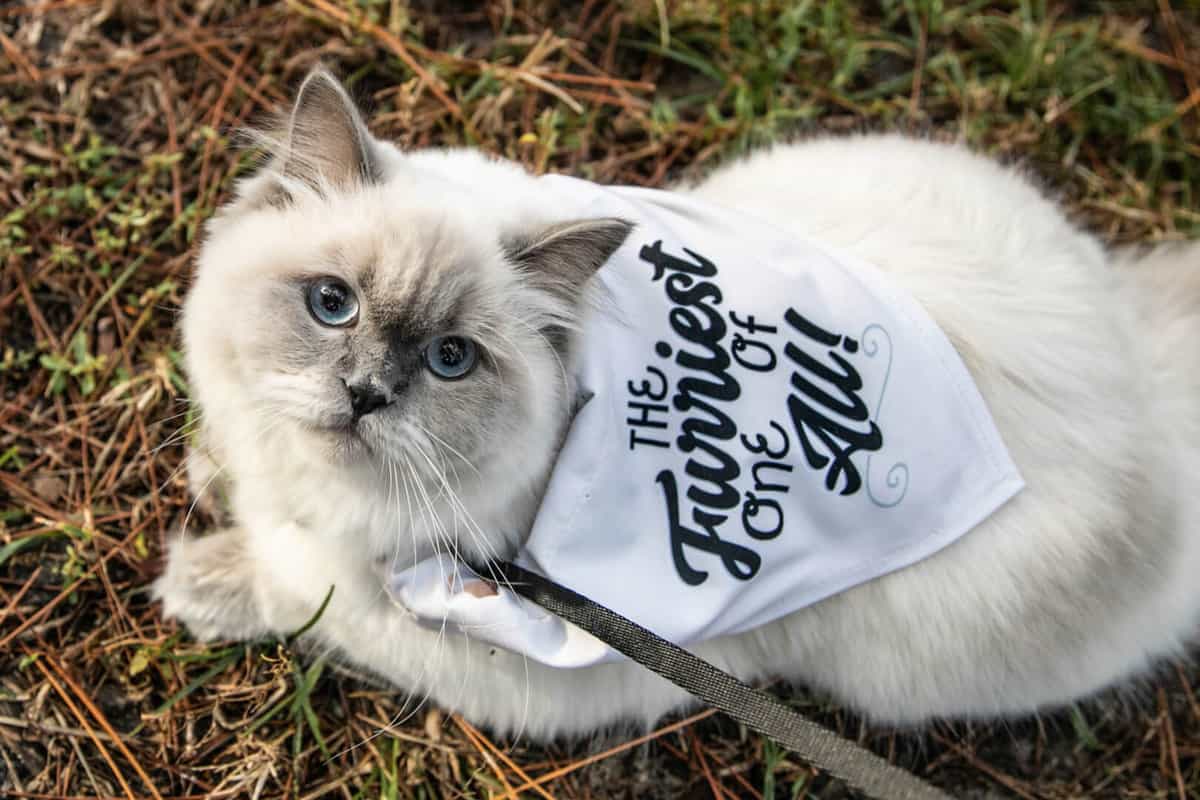cat bandana disney