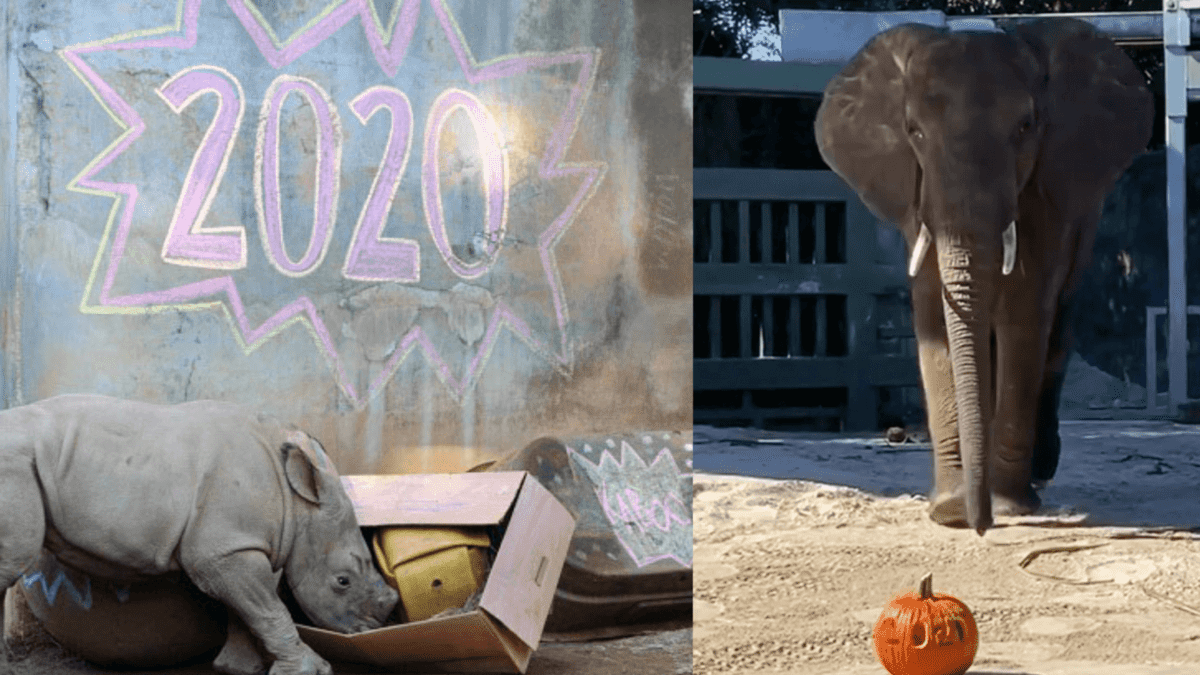 A close up of an animal