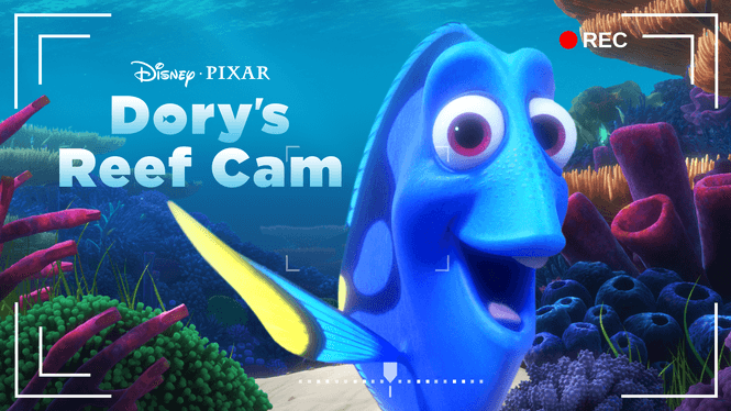dorys reef cam