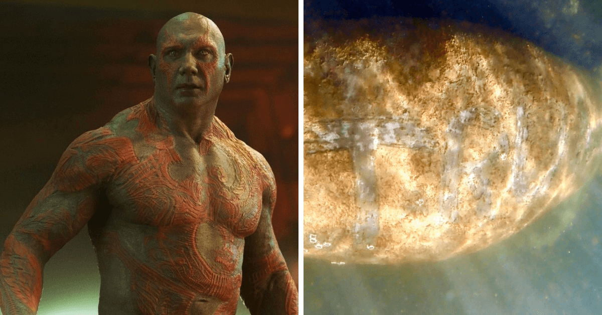 Dave Bautista Manatee