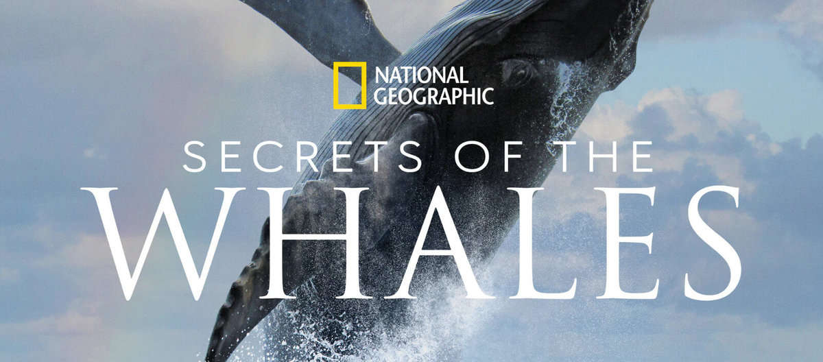 A whale making a big splash from the National Geographic series 'Secrets of the Whales' 