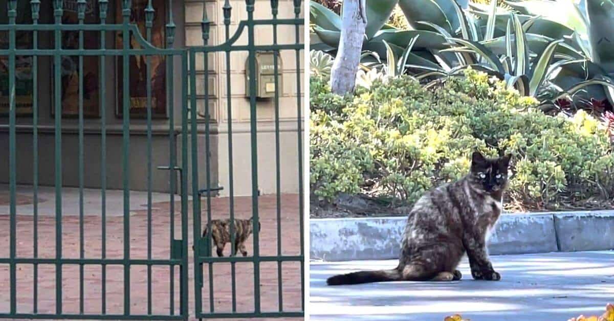A cat sitting in front of a fence