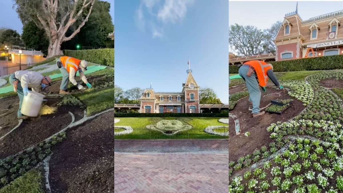 disneyland