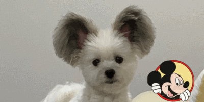 mickey mouse dog goes viral
