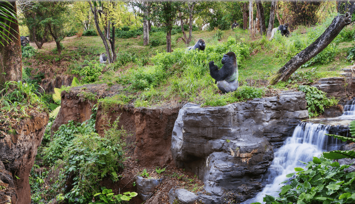 a group of gorillas sat near a waterfall