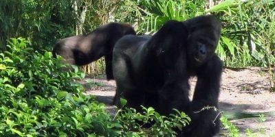 Two gorillas at Walt Disney World Resort