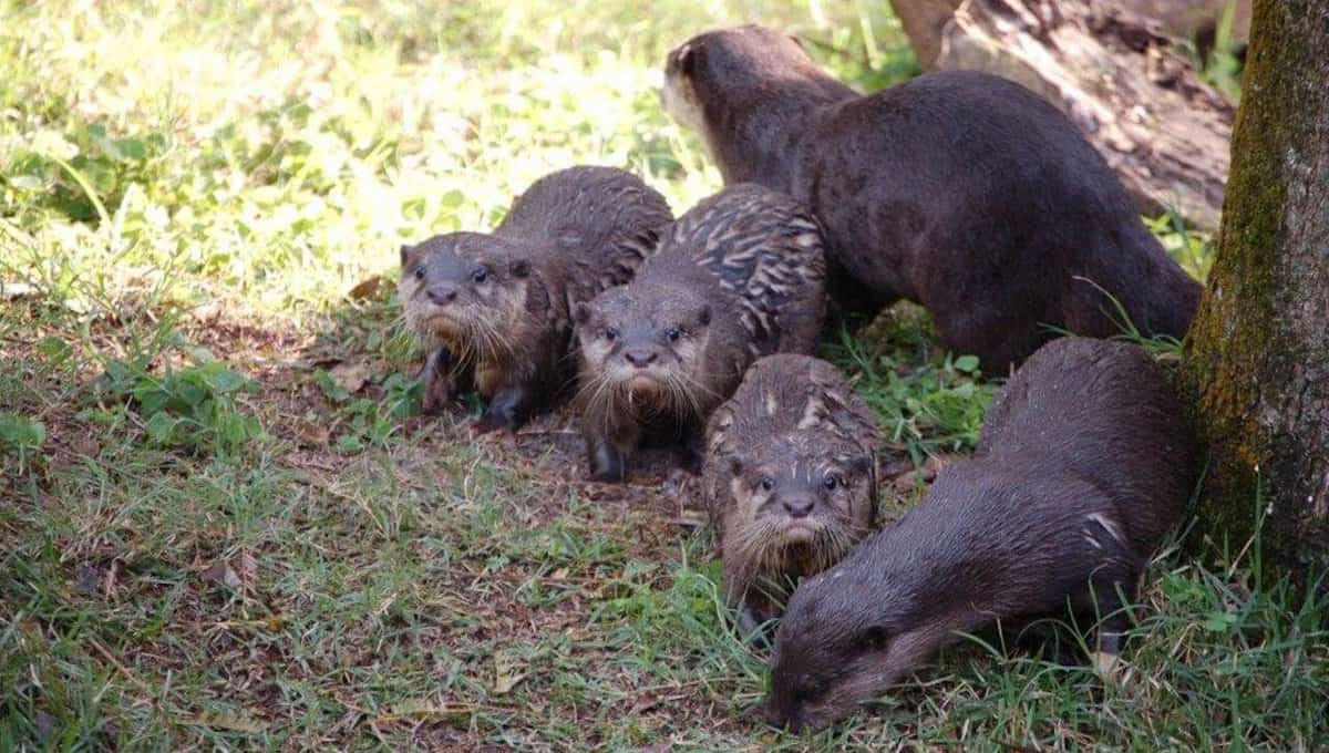otters at animal kingdom