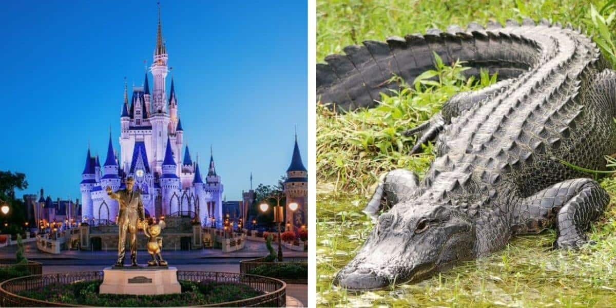gator