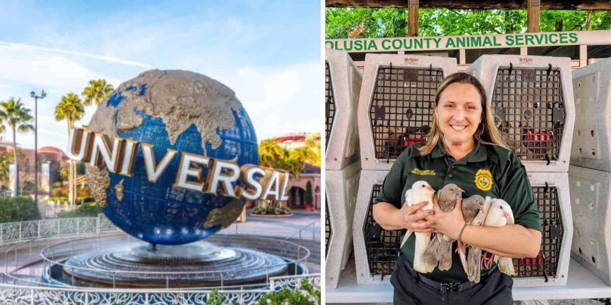 universal pigeons