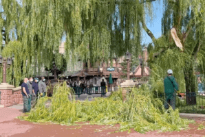 large branch disneyland paris